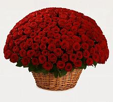 251 Премиум красная роза в Ахтырском Премиум букет из: Розы в Ахтырском